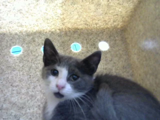 A baby small-sized female Domestic Short Hair cat named Ahsoka for adoption in Albuquerque, NM