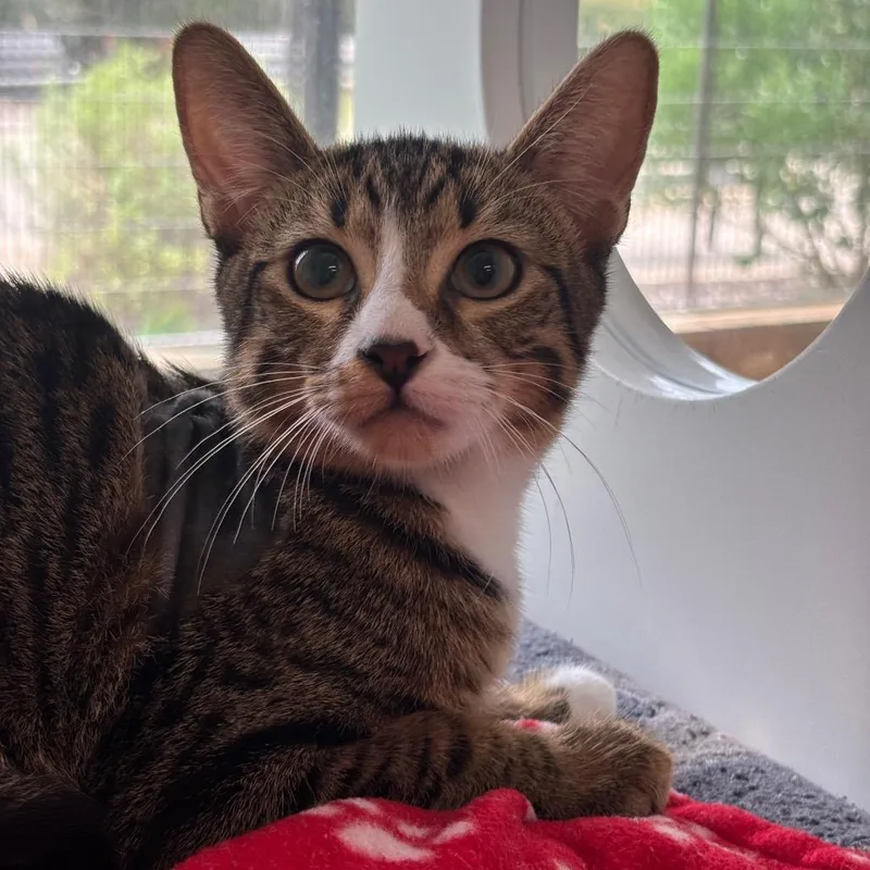 A baby medium-sized male Black Domestic Short Hair cat named Ritz Cracker for adoption in League City, TX