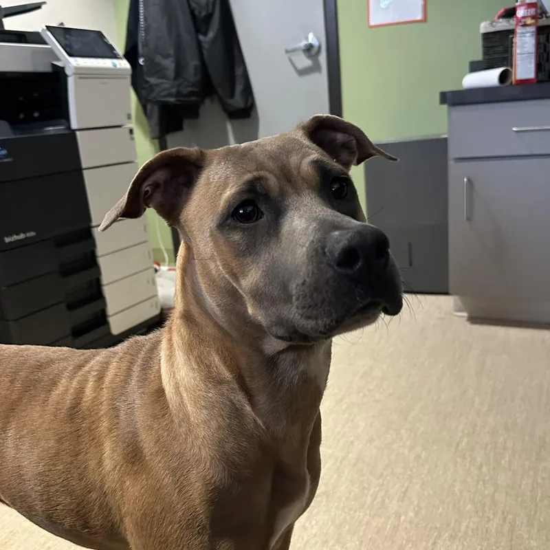 Ella Langley thumbnail 2