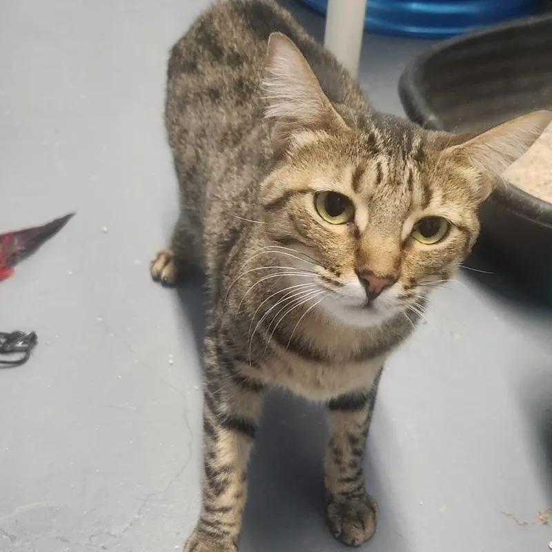 An adult small-sized female Brown / Chocolate Domestic Short Hair cat named Belladona for adoption in Casa Grande, AZ