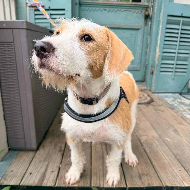 A young medium-sized female Wirehaired Terrier dog named Nova Nebula for adoption in New Orleans, LA
