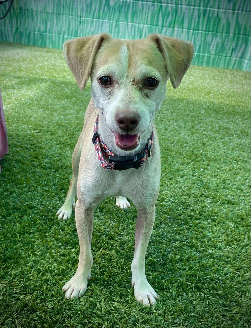 Franklin D Roosevelt "fdr" thumbnail 2