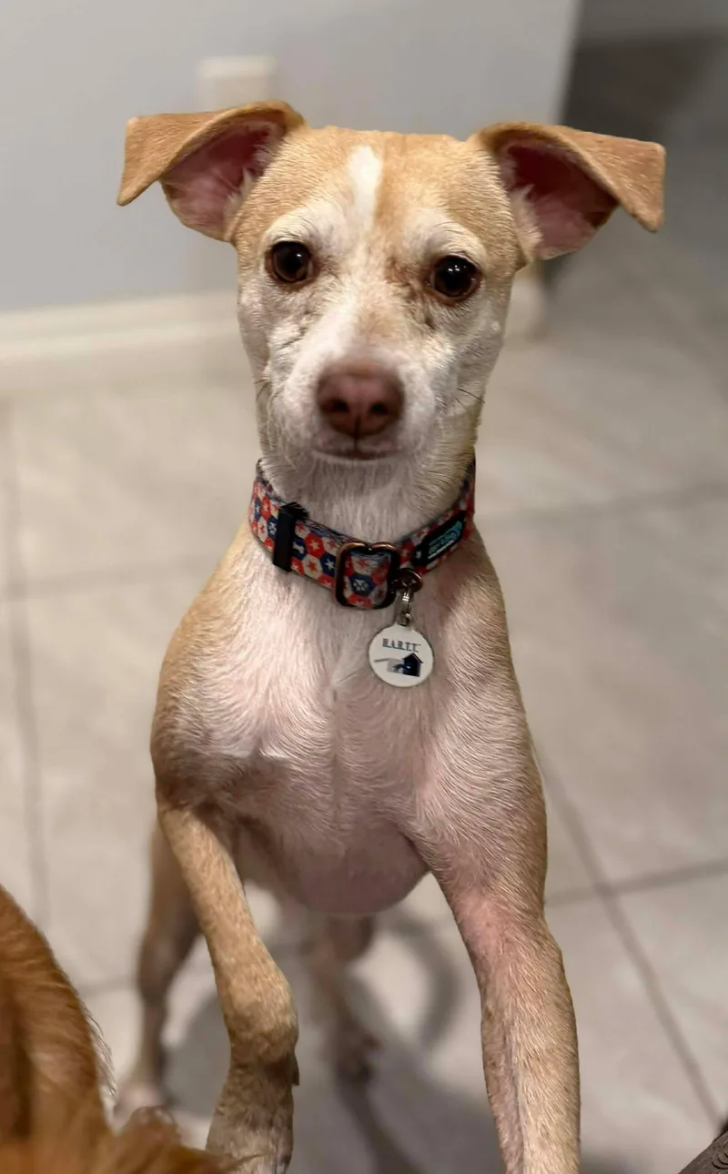 Franklin D Roosevelt "fdr"