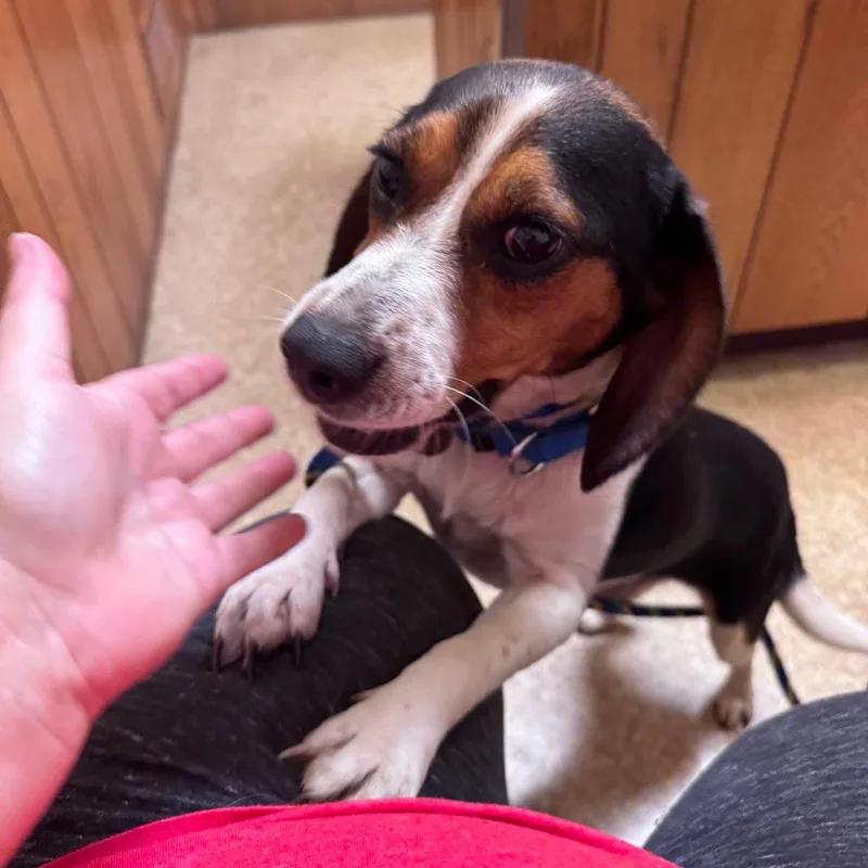A young medium-sized male Tricolor (Brown, Black, & White) Beagle dog named Jet for adoption in Stoughton, MA