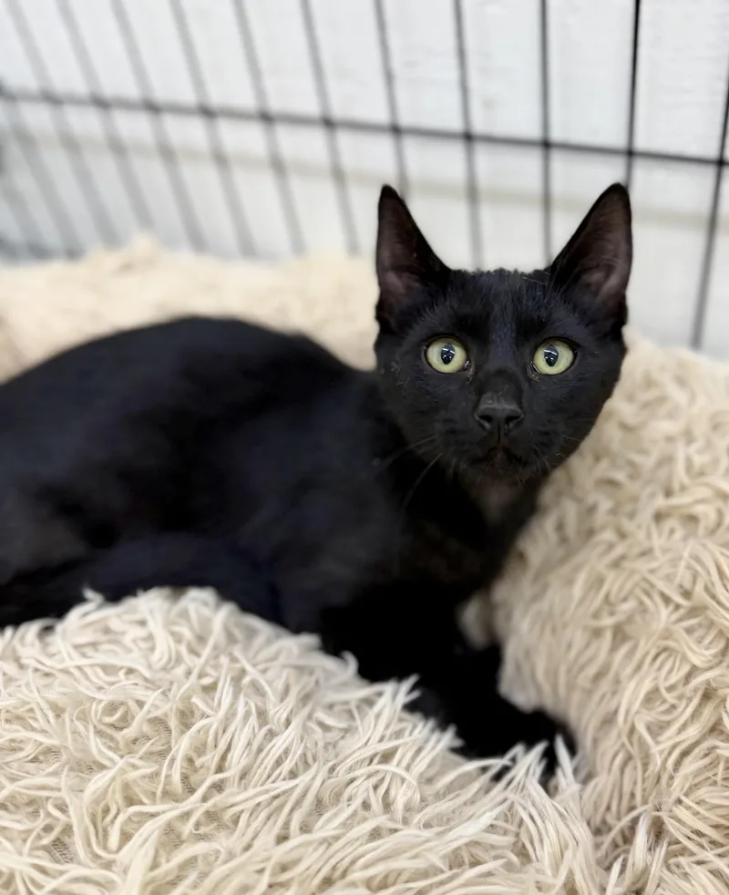 A baby medium-sized male Black Domestic Short Hair cat named Cedar for adoption in Sonora, CA