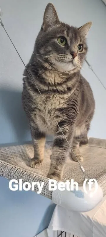 An adult small-sized female Domestic Short Hair cat named Glorybeth for adoption in Beatrice, NE