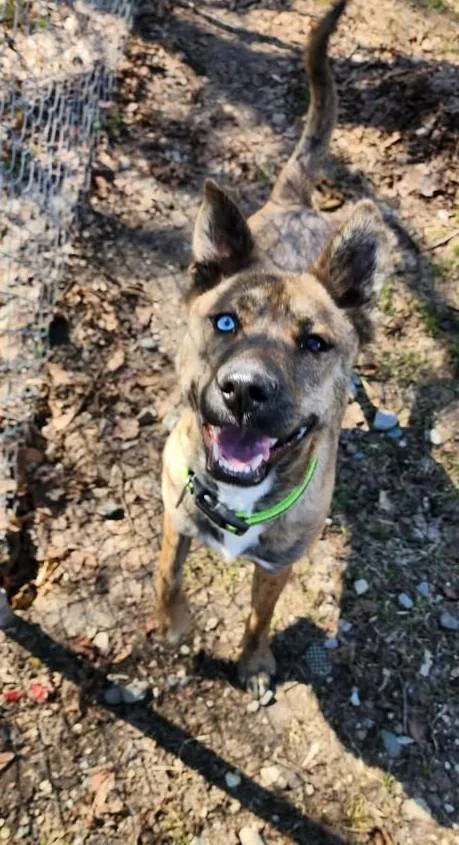 An adult medium-sized female Brindle Husky dog named Sparkle Aka Stella for adoption in Reed City, MI
