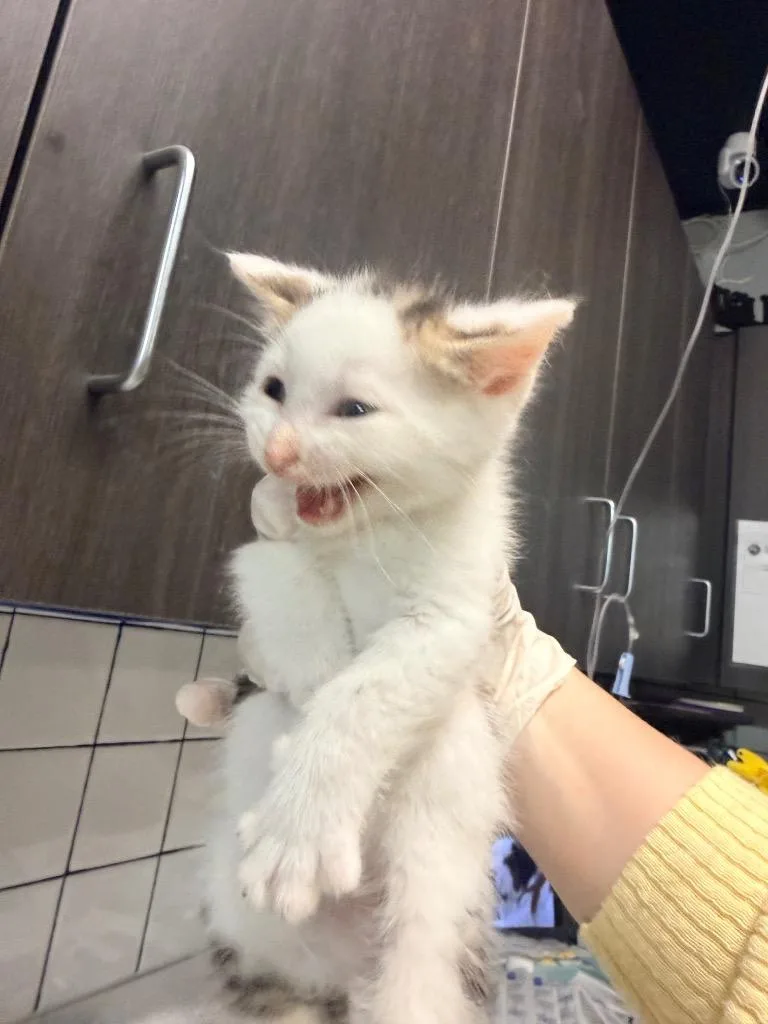 A baby medium-sized male Domestic Short Hair cat named Walt for adoption in Huntington, IN