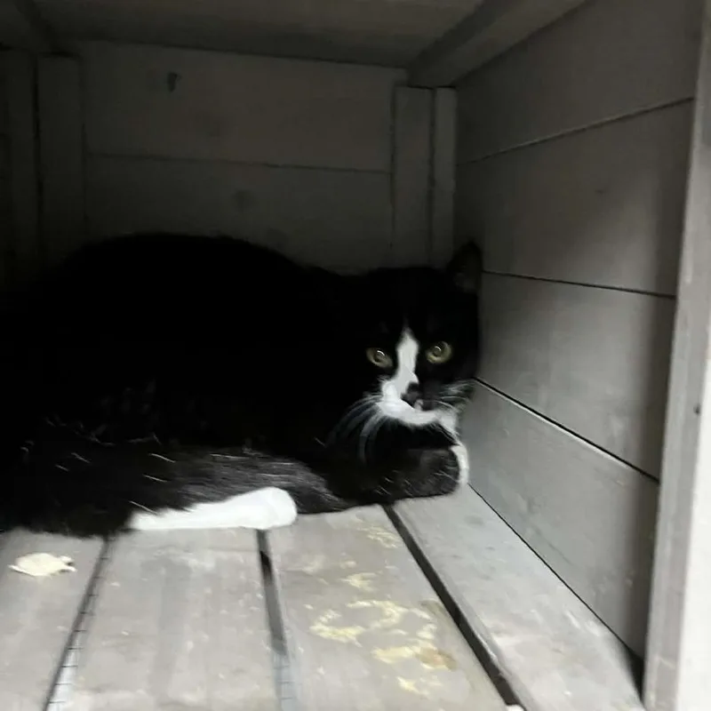 A young small-sized female Black Domestic Short Hair cat named Ingrid for adoption in Sioux Falls, SD