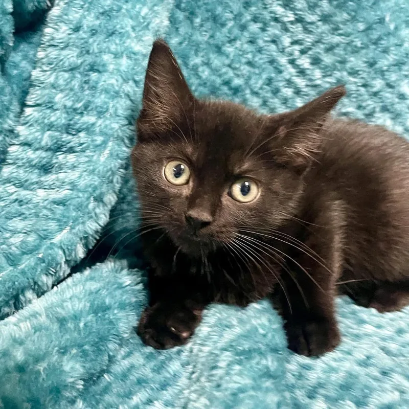 Cilantro