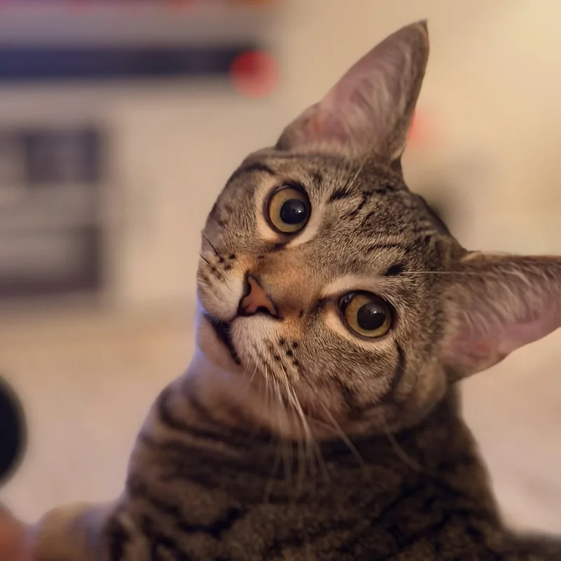 Oreo & Simon thumbnail 2