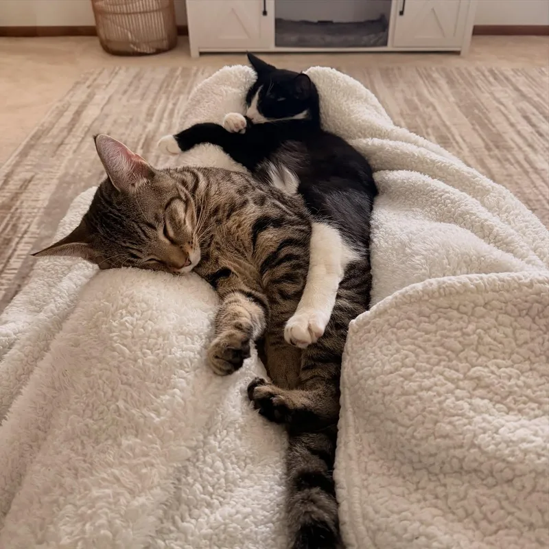 Oreo & Simon thumbnail 3