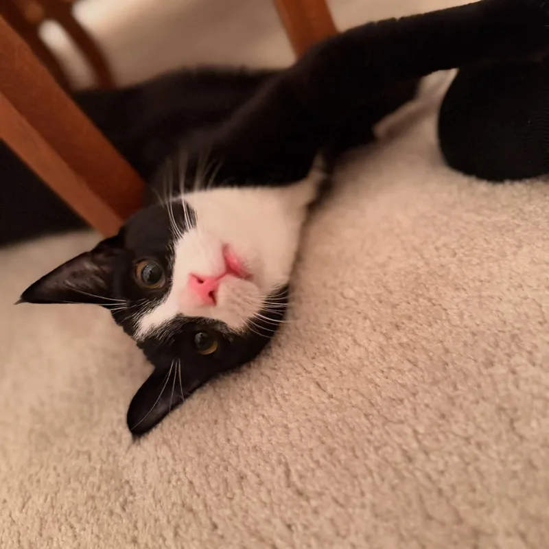 Oreo & Simon thumbnail 4