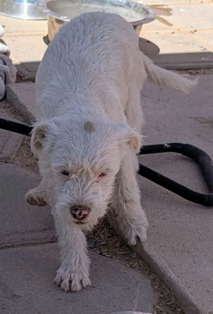 A baby small-sized female Terrier dog named Piglet for adoption in Saint David, AZ