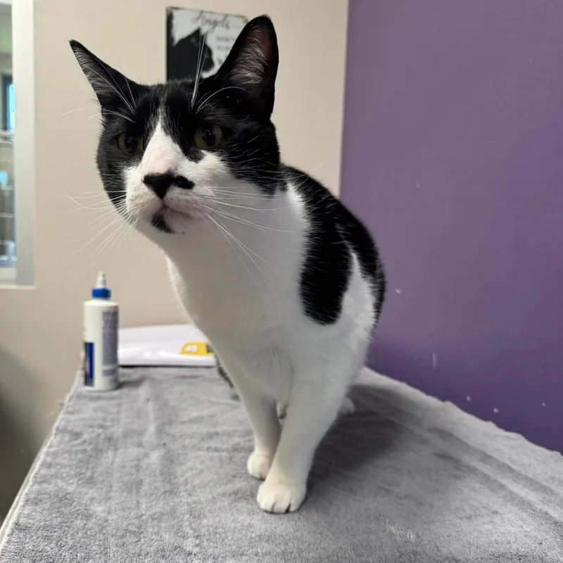 A young extra large-sized male Black Domestic Short Hair cat named Bandit for adoption in Englewood, FL