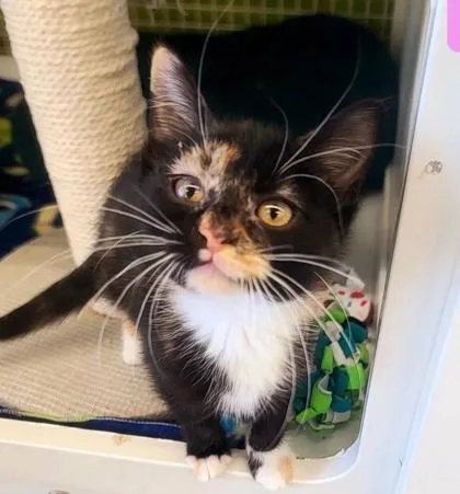 A baby small-sized female Black Domestic Short Hair cat named Kiki for adoption in Kansas City, MO