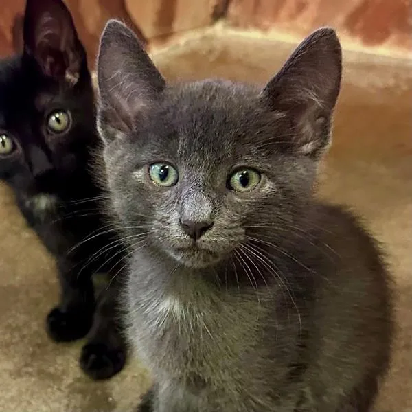 A baby small-sized male Domestic Short Hair cat named Raiden for adoption in Walnut Creek, CA