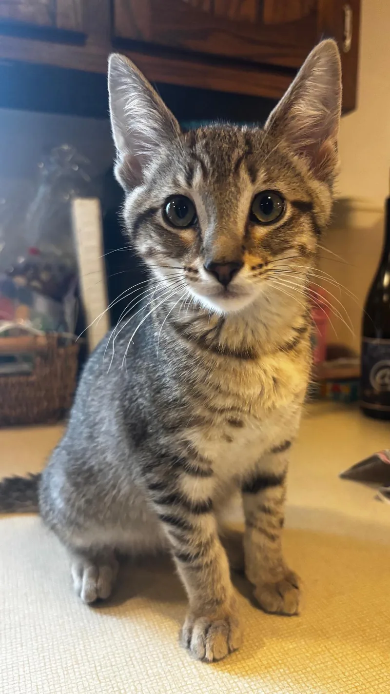 A baby medium-sized male Tabby (Brown / Chocolate) Domestic Short Hair cat named Blarney for adoption in Mokena, IL