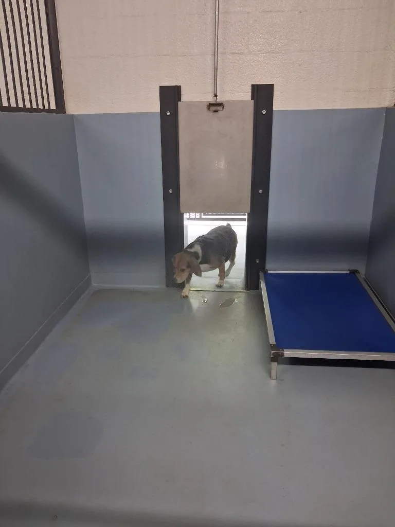 An adult medium-sized female Beagle dog named Lucy for adoption in Cartersville , GA