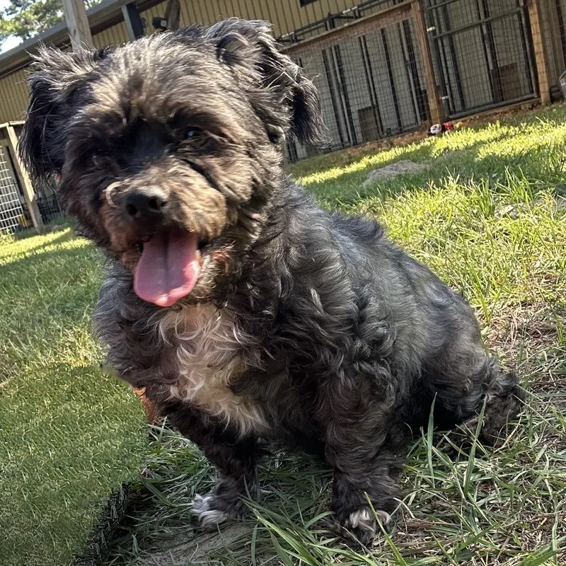 A senior small-sized male Black Shih Tzu dog named Patches O'Houlihan for adoption in Houston, TX