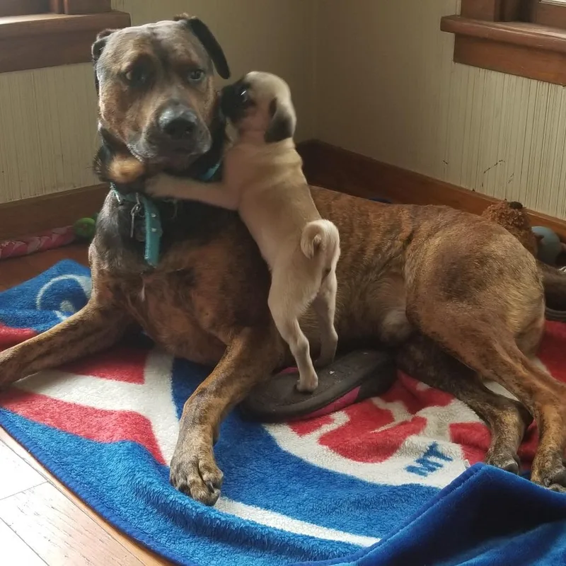 A senior small-sized male Brown / Chocolate Boxer dog named Ceasar  Home To for adoption in South Elgin, IL