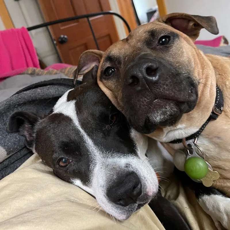 Impala Aka Duke thumbnail 2