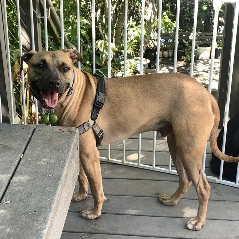 Impala Aka Duke thumbnail 3