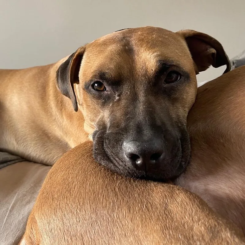 Impala Aka Duke thumbnail 4