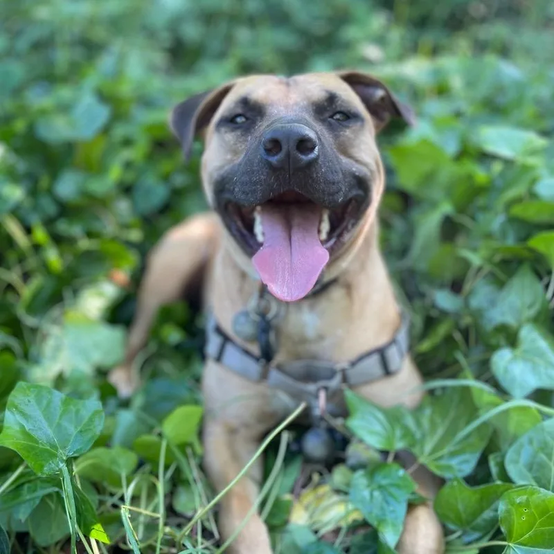 Impala Aka Duke thumbnail 5