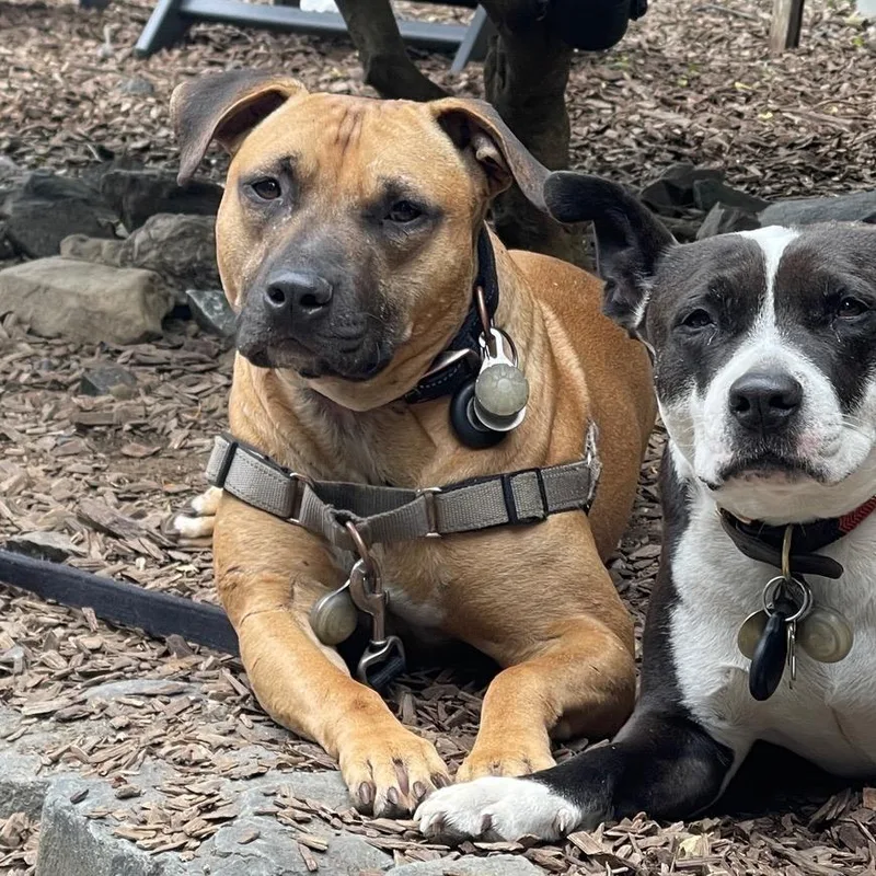 Impala Aka Duke thumbnail 6