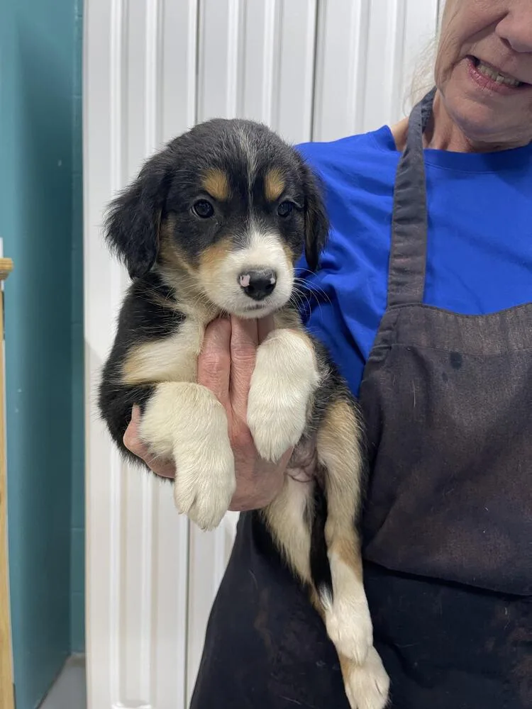 A baby small-sized female Brown / Chocolate Australian Shepherd dog named Sally for adoption in Chattanooga, TN