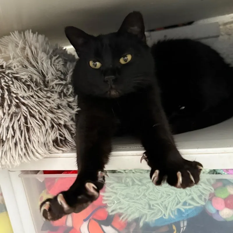 An adult small-sized female Black Domestic Short Hair cat named Baby Houston for adoption in Denver, CO