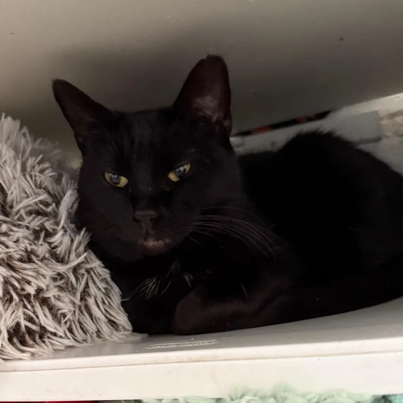 Baby Houston thumbnail 2