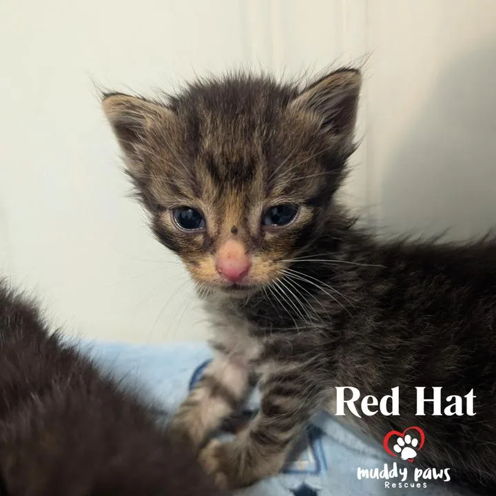A baby small-sized male Domestic Short Hair cat named Linux Tux Litter: for adoption in Council Bluffs, IA