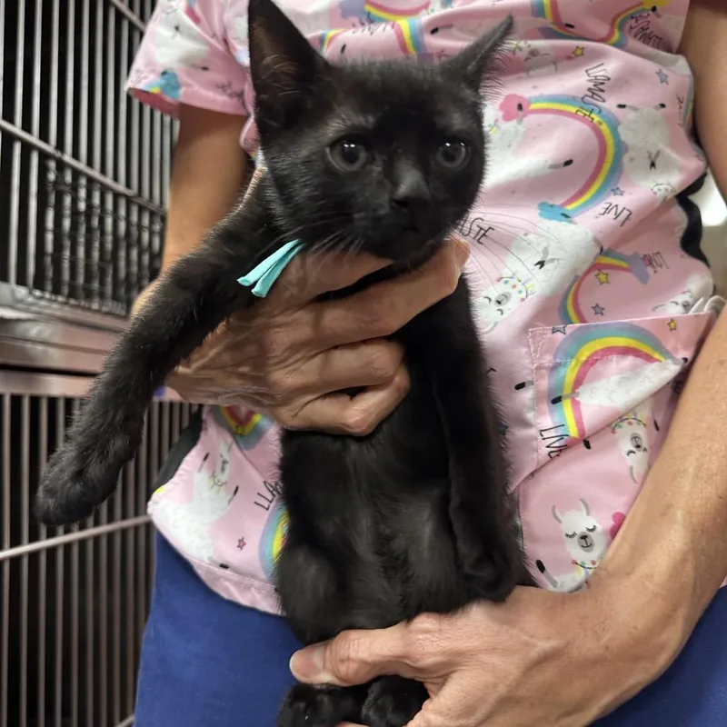 A baby small-sized female Black Domestic Short Hair cat named Lala for adoption in Hamburg, NY
