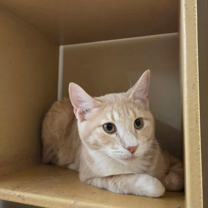 A baby small-sized male Tabby (Orange / Red) Domestic Short Hair cat named Sora for adoption in Gladstone, OR