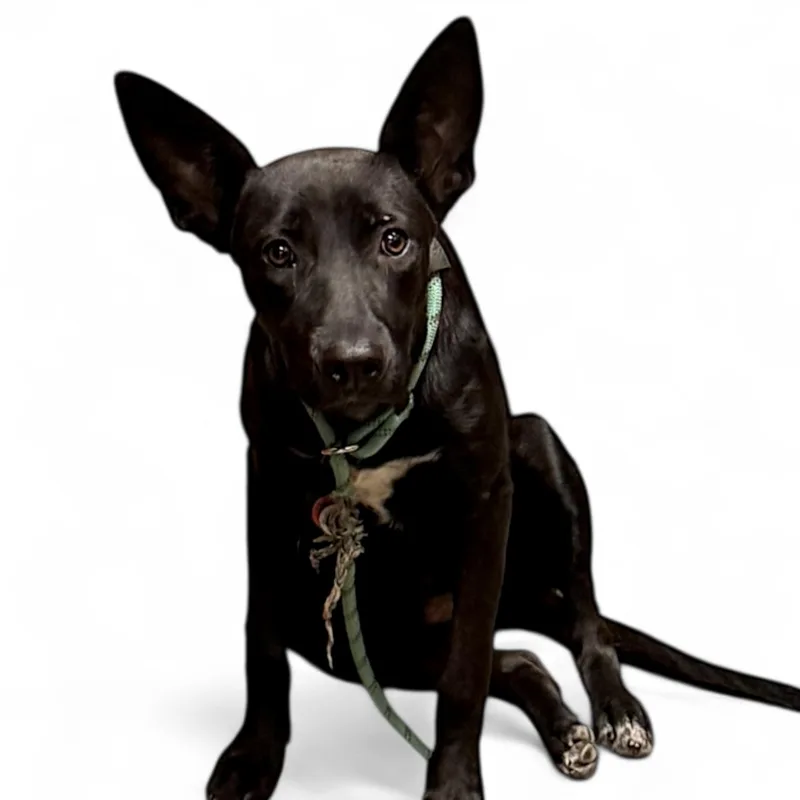 Annatoida thumbnail 2