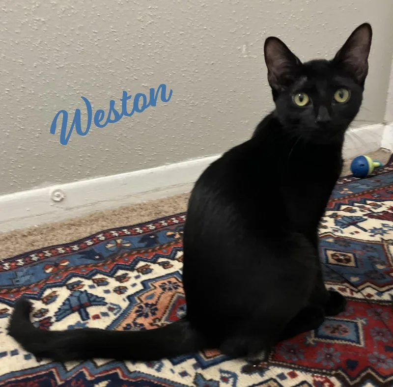 Weston magnificentlitter