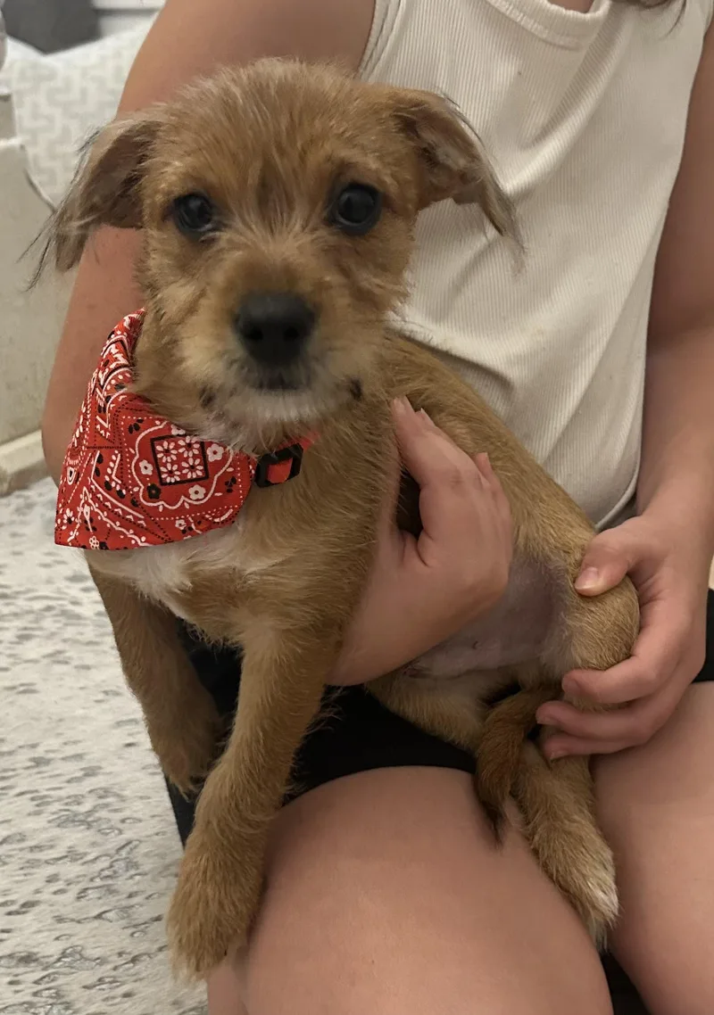 A baby small-sized male Miniature Poodle dog named Skims for adoption in Winder, GA