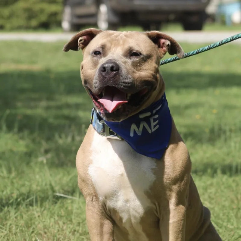 An adult large-sized male Yellow / Tan / Blond / Fawn American Bully dog named Trombone for adoption in Columbia, SC