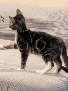 A baby medium-sized male Tabby (Gray / Blue / Silver) Tabby cat named Buster — A Lover for adoption in Laurel, MD