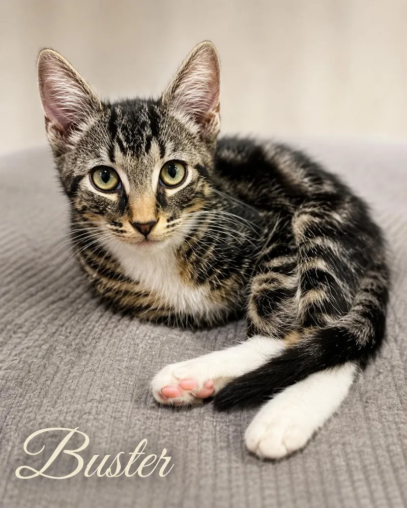 Buster — A Lover thumbnail 4