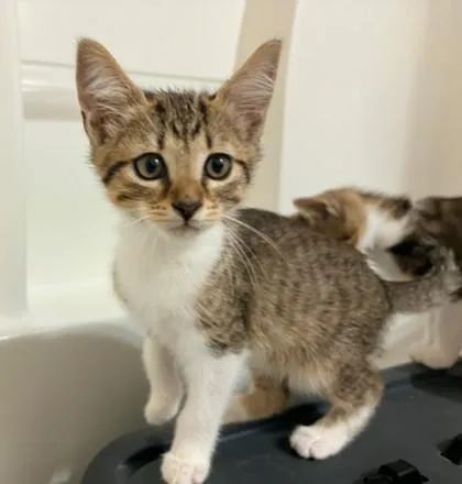 A baby small-sized female Tabby (Gray / Blue / Silver) Domestic Short Hair cat named Dillie at PetSmart in for adoption in Bishop, GA