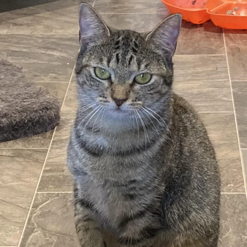 Linda Fanning thumbnail 2