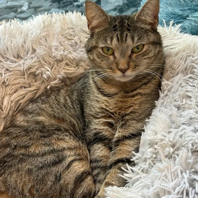 Linda Fanning thumbnail 3