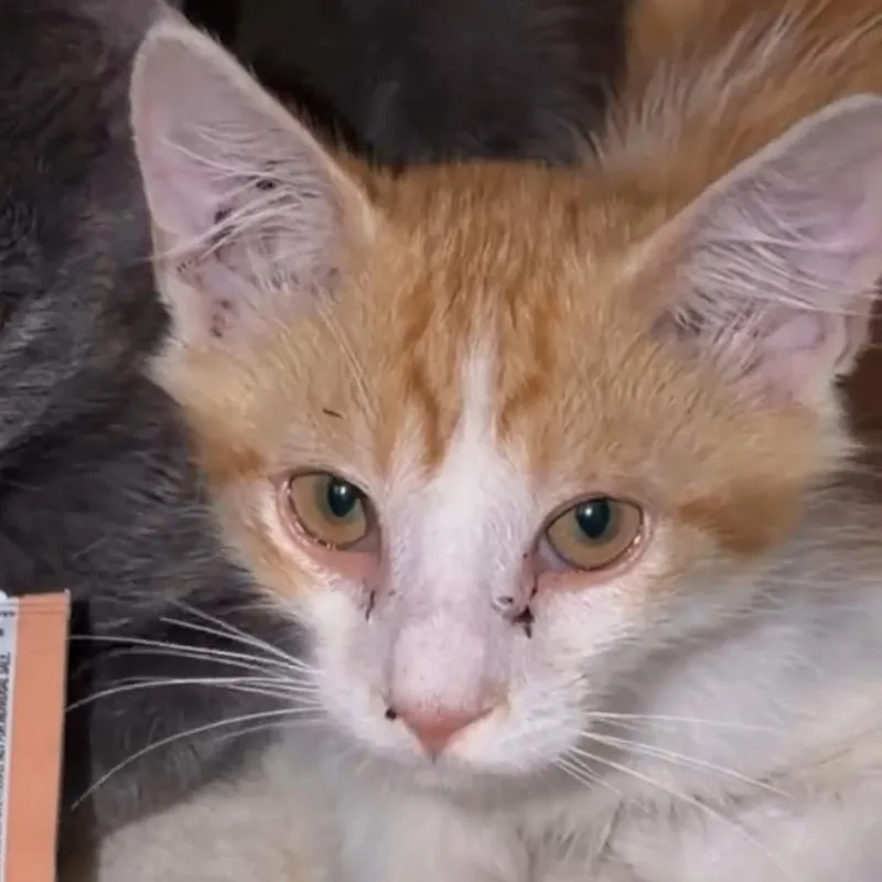 A baby small-sized male Orange / Red Domestic Short Hair cat named Paprika for adoption in Los Angeles, CA