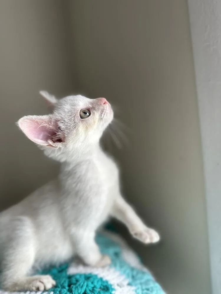 Velociraptor