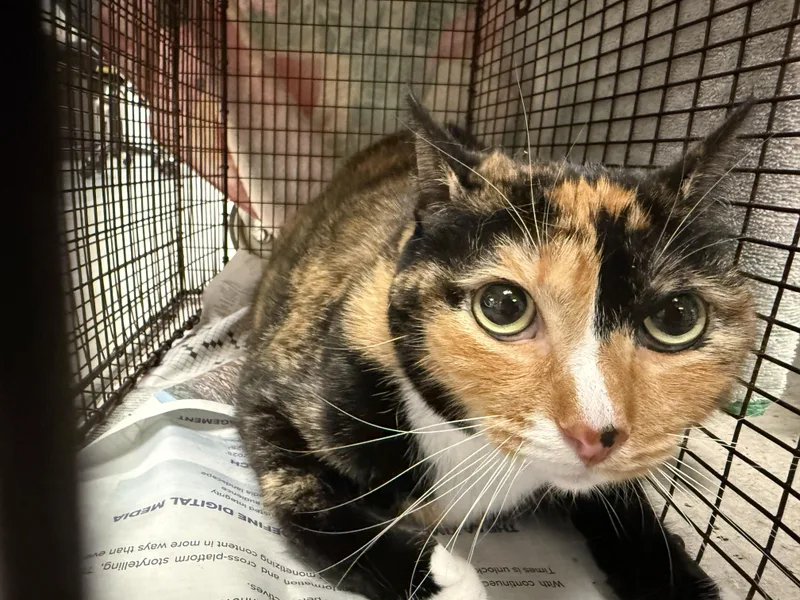 An adult large-sized female Domestic Short Hair cat named Hash for adoption in Van Nuys, CA