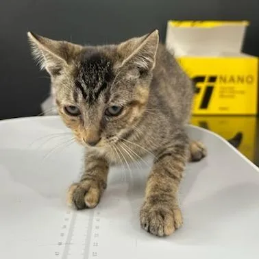 A baby small-sized female Brown / Chocolate Domestic Short Hair cat named Jellybean for adoption in Livingston, TX