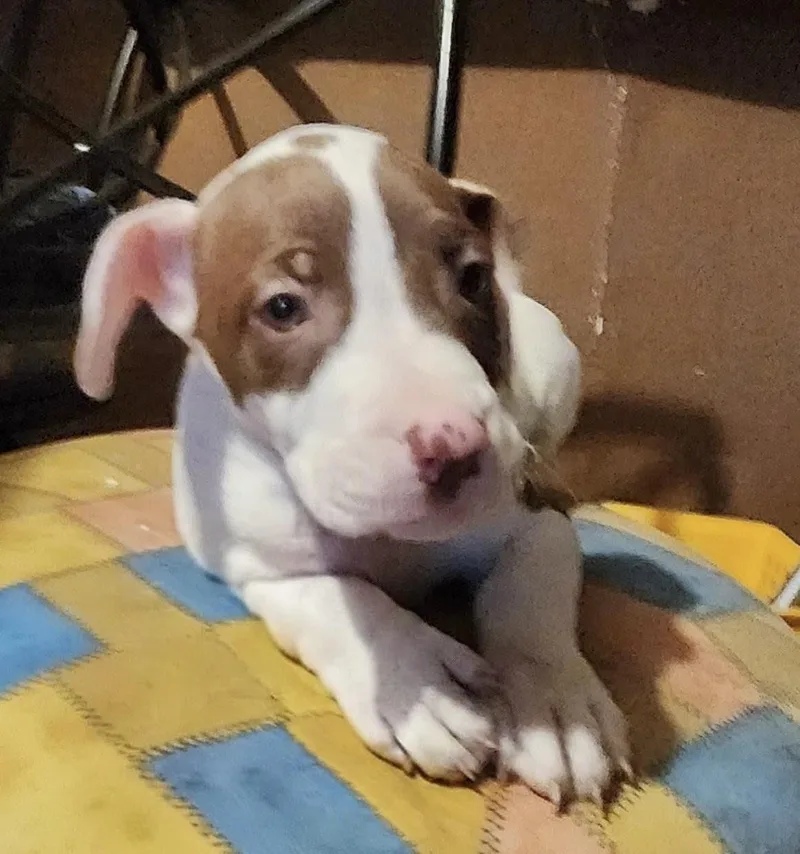 A baby medium-sized male American Staffordshire Terrier dog named Tucker for adoption in Manchester, CT